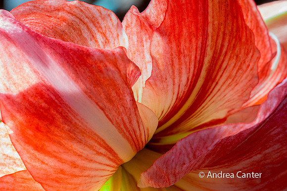 Amaryllis 383909XPz