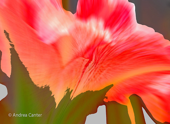 Amaryllis 390704XBPz