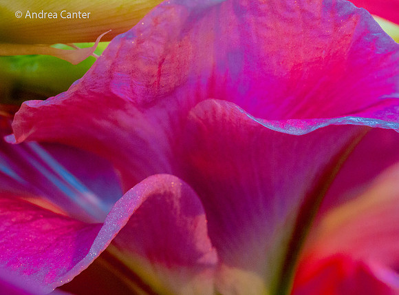 Amaryllis 298573Xz