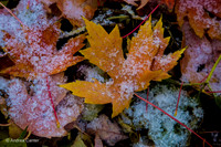 Maple leaves