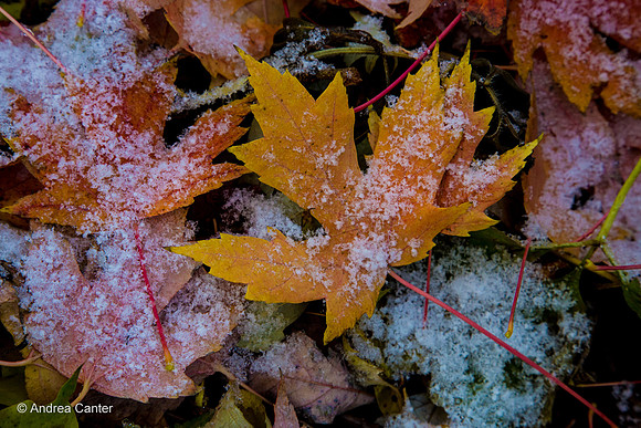 Maple leaves