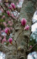 Botanicals