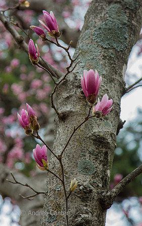 Magnolia, Chapel Hill