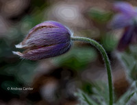 pasque flower 326148XPz
