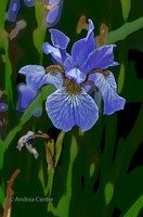 Blue Iris, Lake Harriet