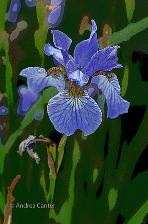 Blue Iris, Lake Harriet