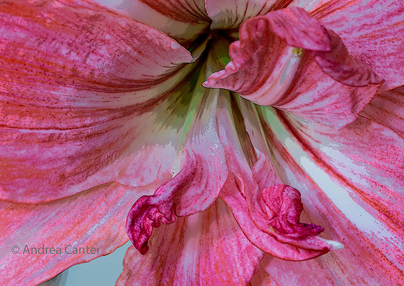 Amaryllis 385788XPz