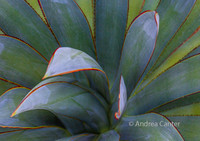 Succulence