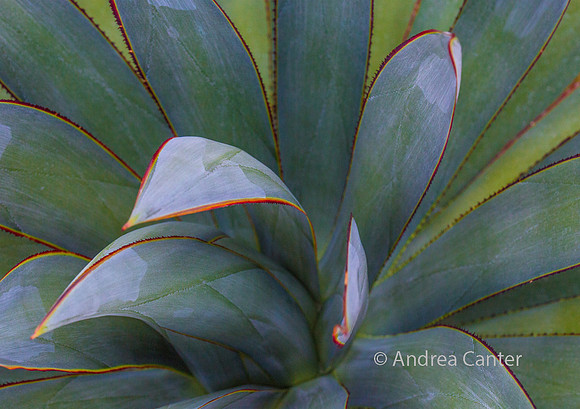 Succulence