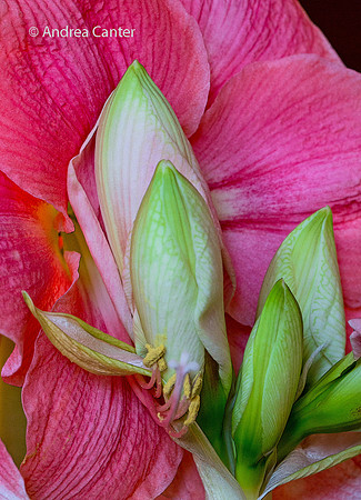 Amaryllis 297136z