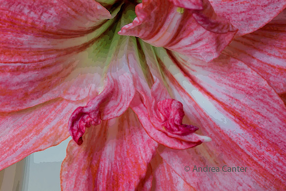 Amaryllis 385798XPz