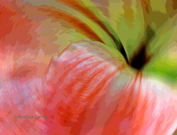 Amaryllis 390685XPBz