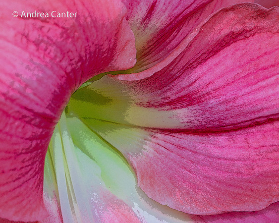 Amaryllis 297149XPz