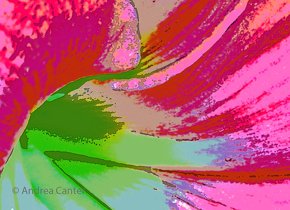 Amaryllis 297149XPK2z