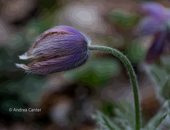 pasque flower 326148XPz