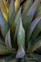 Succulence