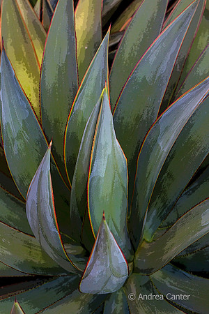 Succulence