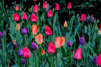 Tulips 331153xpkz