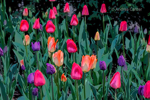 Tulips 331153xpkz