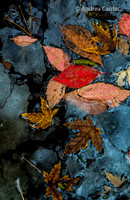 Leaves 361826z