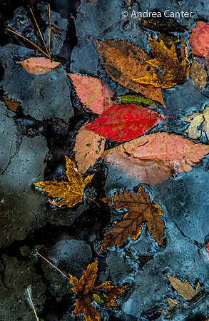 Leaves 361826z