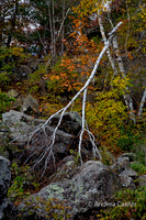 Fallen birch 361729z