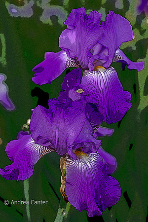 Purple Iris Duo