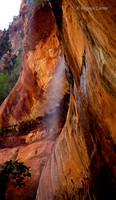Zion 55807z