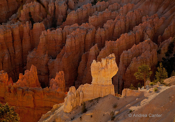 Bryce Amphitheater, sunrise 56037z