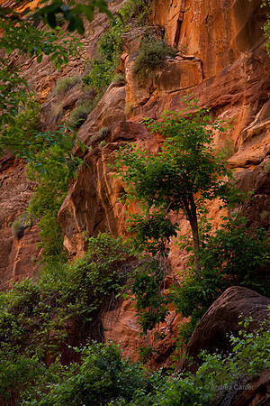 Zion, Riverwalk 55602z