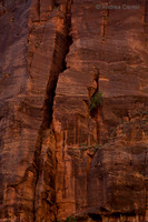 Zion 55584z