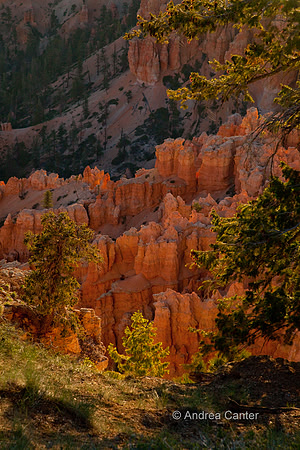 Bryce Canyon  56041z