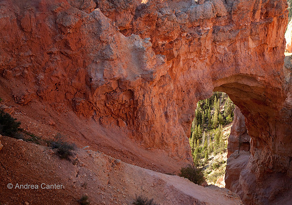 Bryce Canyon, Natural Bridge  56083z
