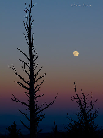 Bryce Canyon,  Bristlecone Trail G0639z