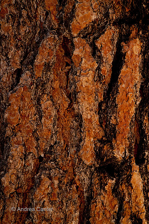 Bryce Canyon, Bristlecone Pine bark 56153z
