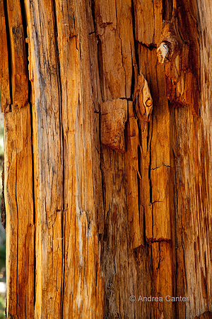 Bryce Canyon, Bristlecone Pine Trail 56162z