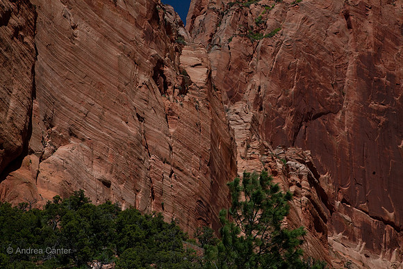 Kolab Canyon (Zion) 55456z