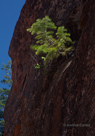 Kolab Canyon (Zion) 55435z