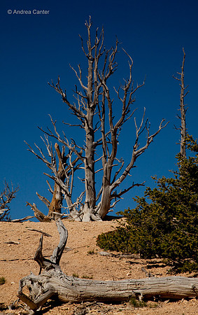 Bryce Canyon, Bristlecone Trail 56136z