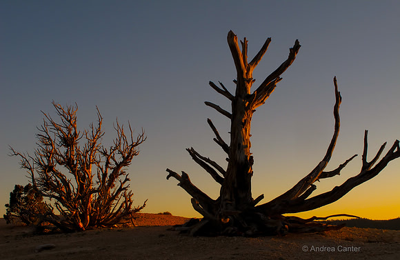 Bryce Canyon,  Bristlecone Trail G0614z