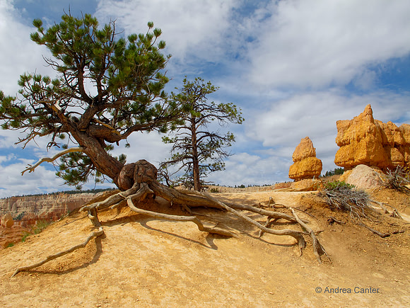 Bryce Canyon, Queen's Garden G0416z