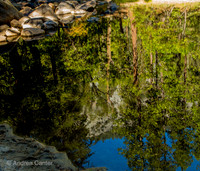 Reflections, Merced River 166483z