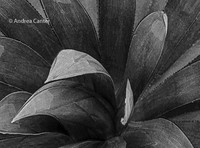 Succulence II
