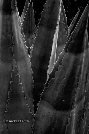 Yucca S5779 BW-XPz