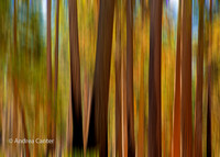 Mariposa Grove