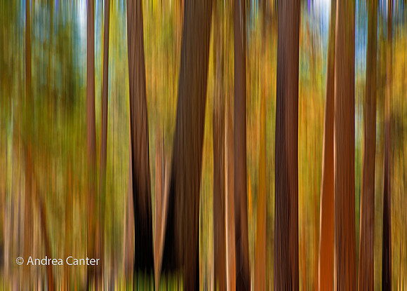 Mariposa Grove