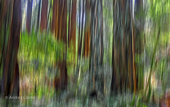 Muir Woods S5749XBPz