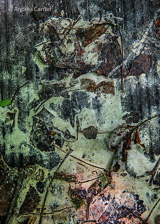 Leaf Collage 408376 XPz