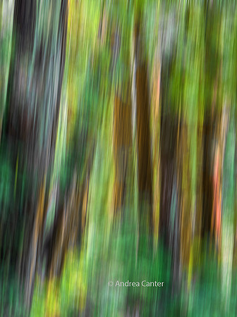 Muir Woods S5677BCz