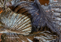 Decay and Desire
